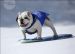Bulldogge auf dem Snowboard