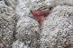 Japan Makaken im Schnee