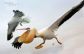 pelican vs sea gull