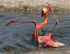 Hoppla Flamingo ausgerutscht