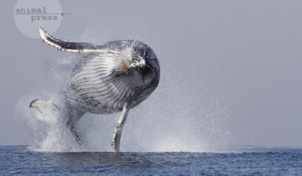 Wal im Anflug