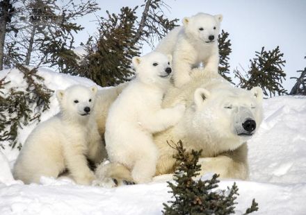 Familie Eisbär wacht auf