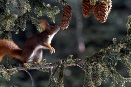 Eichhörnchen lieben Tannenwald