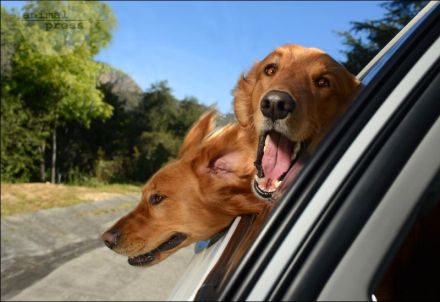 Warum Hunde gern aus dem Autofenster schauen