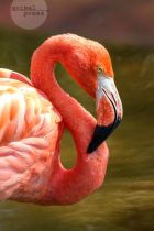 Flamingos 37253747 XL