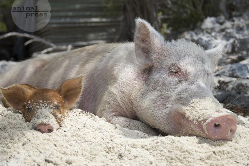Schweine auf den Bahamas